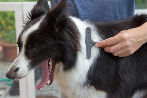 pics of border collie grooming.